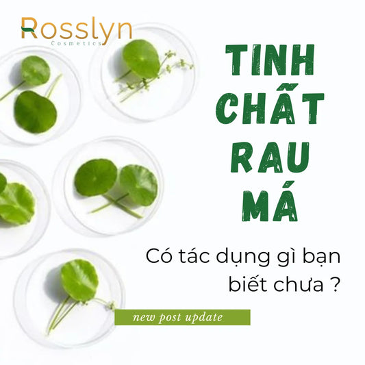 Tinh chất rau má có tác dụng gì bạn đã biết chưa?