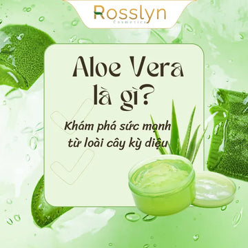 Aloe Vera là gì? Khám phá sức mạnh từ loài cây kỳ diệu