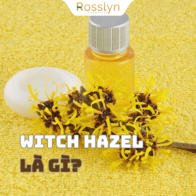 Witch Hazel là gì?